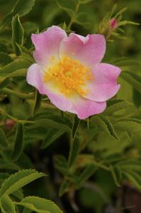 More images loaded including a wild rose